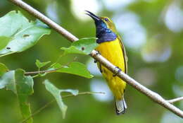 Image of Olive-backed Sunbird