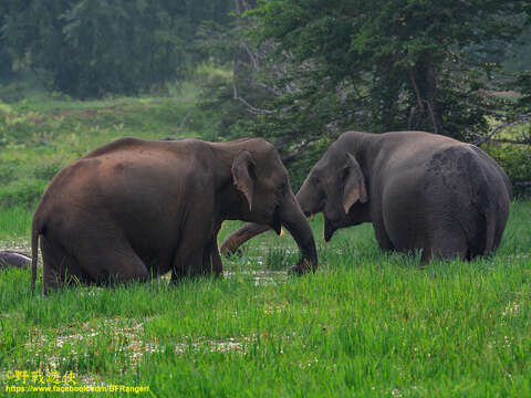 Image of Sri Lankan elephant