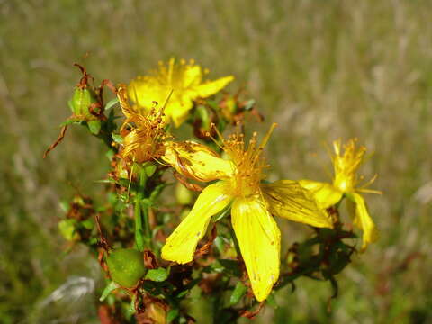 Image of spotted St. Johnswort