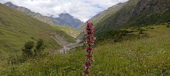 Image of Morina longifolia Wall.