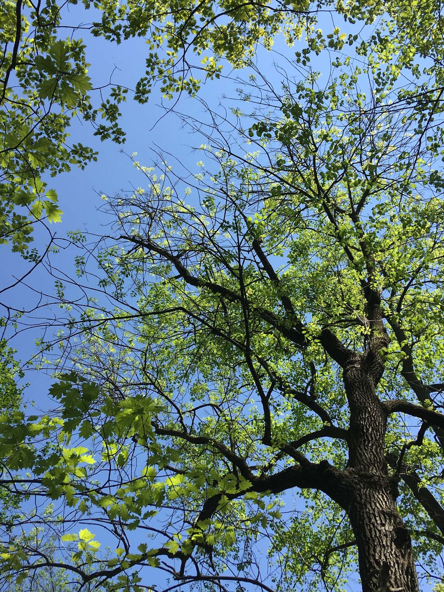 Image of pumpkin ash