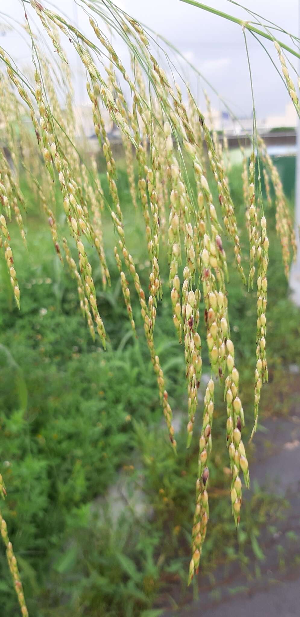 Image of broom corn