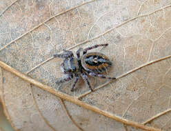 Image of Phidippus princeps pulcherrimus Keyserling 1885