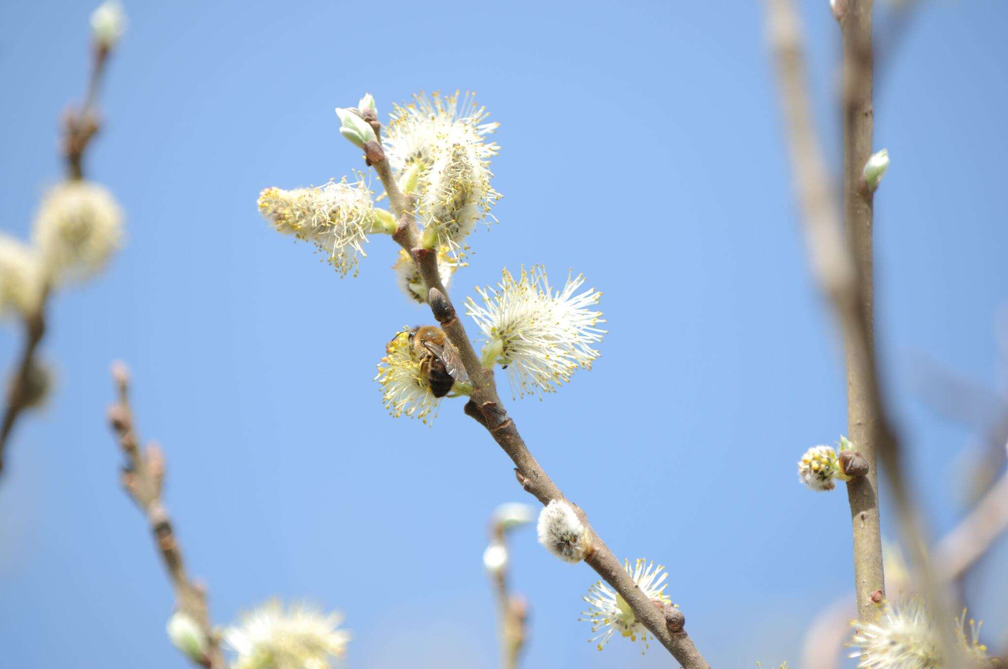 Image of Colletes cunicularius (Linnaeus 1761)