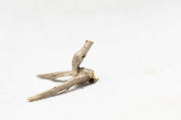 Image of Anigraea homochroa Hampson 1912