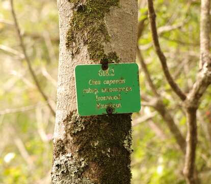 Plancia ëd Olea capensis subsp. macrocarpa (C. H. Wright) I. Verd.