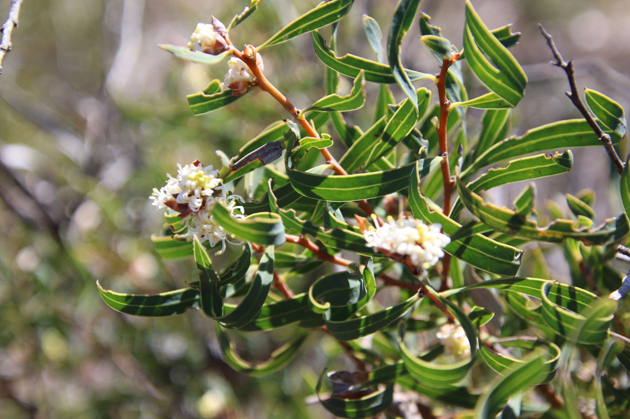 Plancia ëd Hakea stenocarpa R. Br.