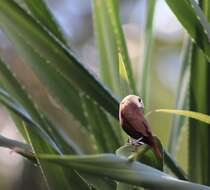 Image of White-headed Munia