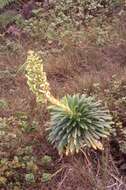 Image de Lobelia gloria-montis Rock