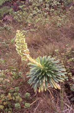 Image of Bog Lobelia