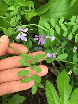 Image of Louisiana vetch