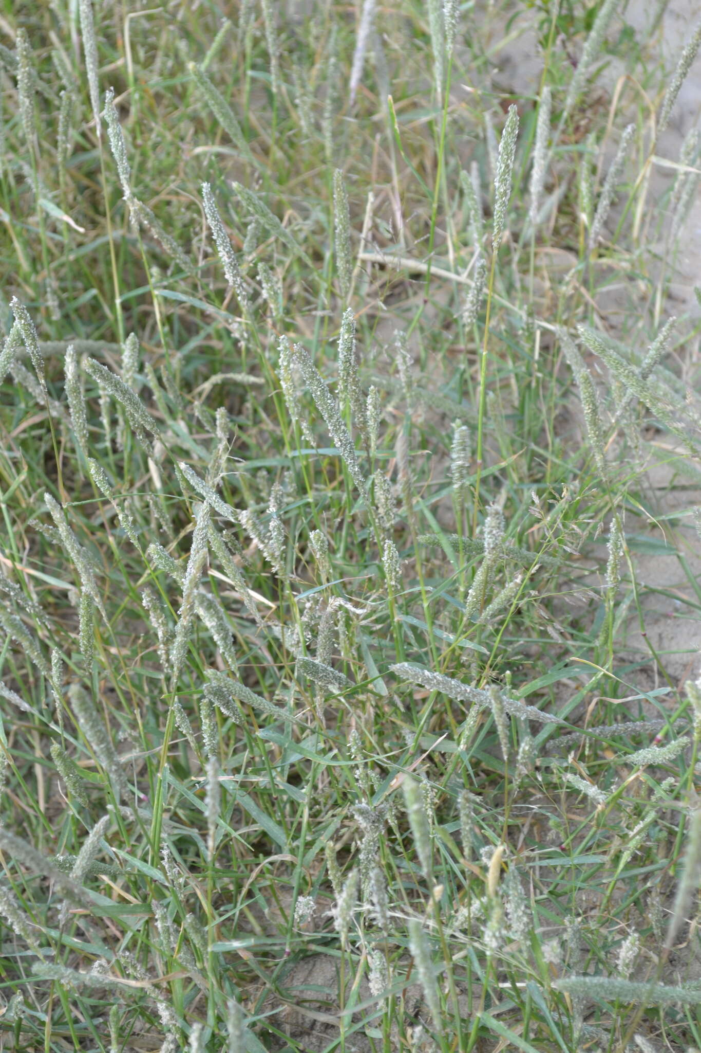Image of Fox-Tail Prickle Grass