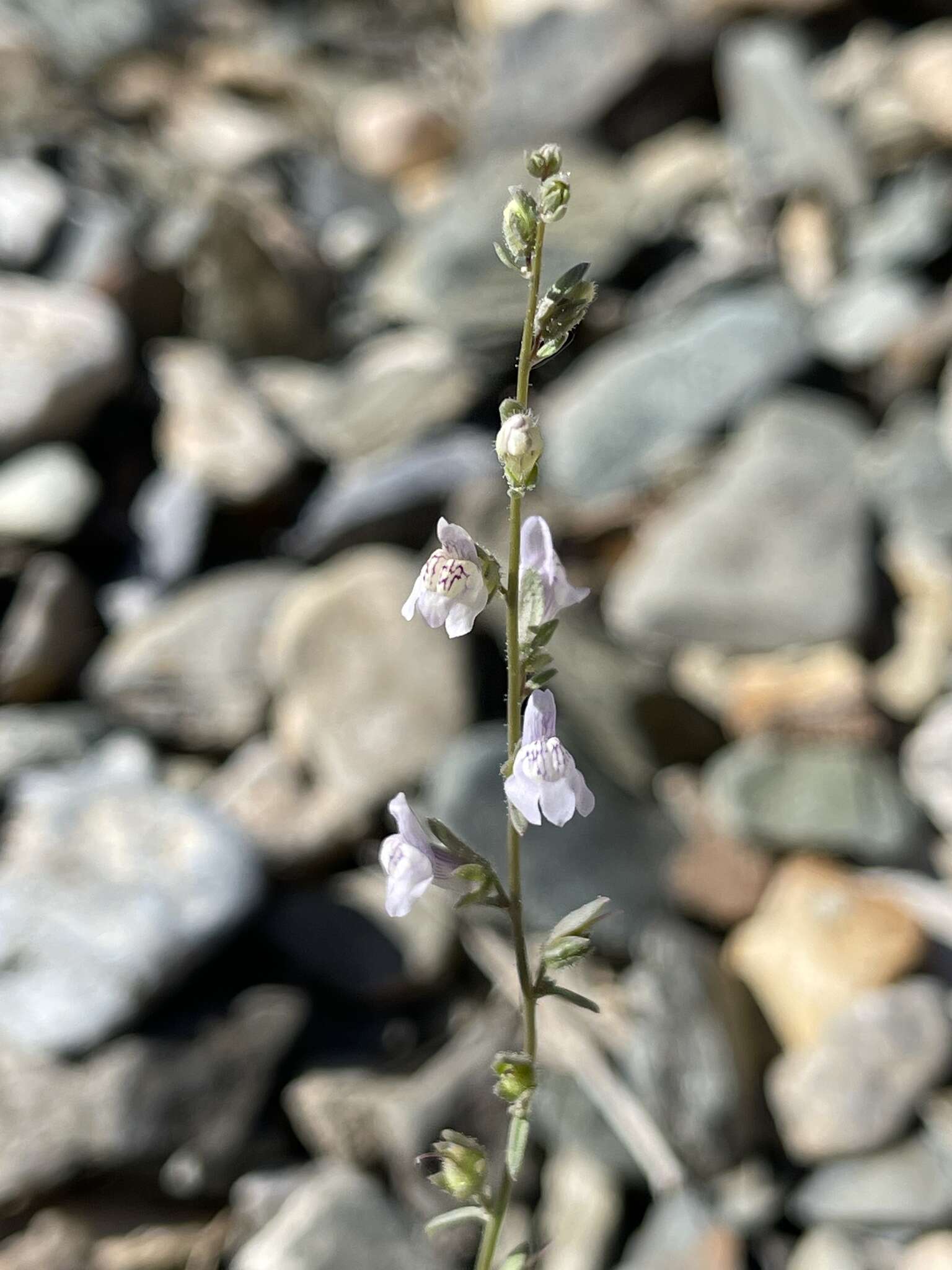 Image of least snapdragon