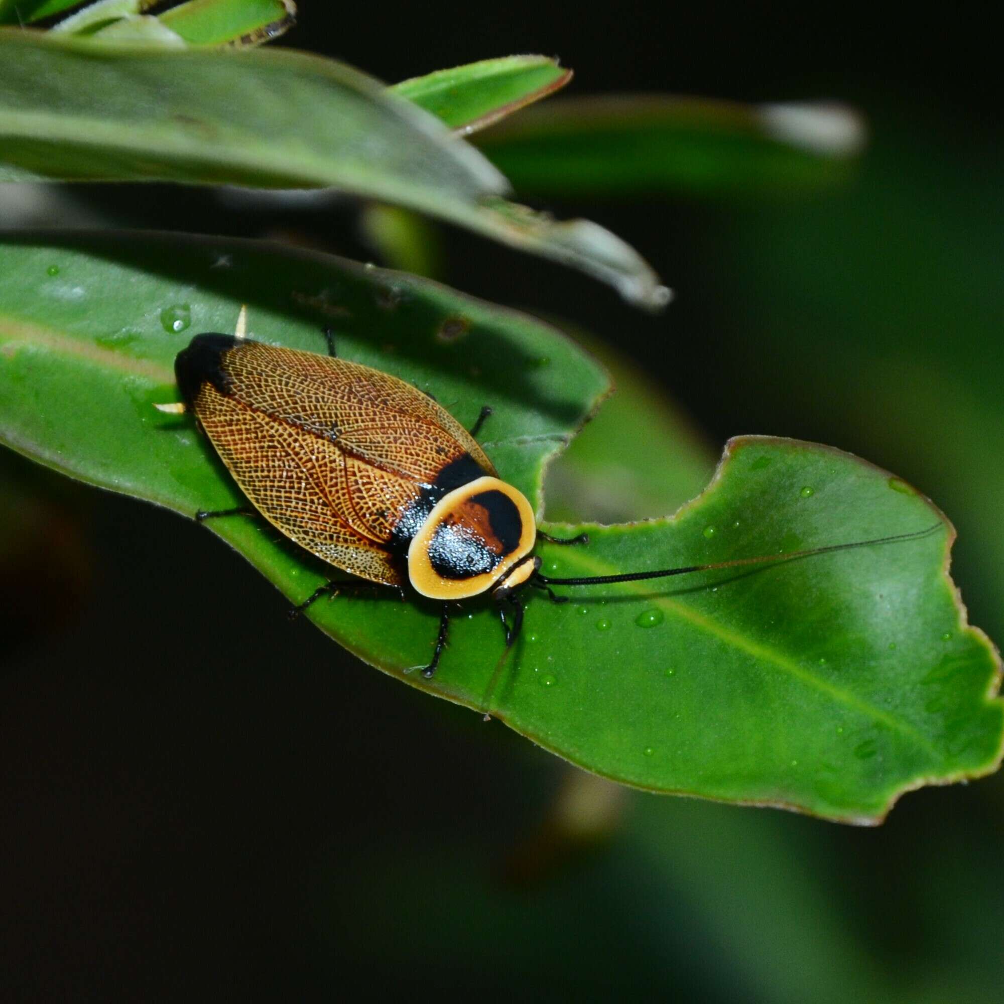 Image of Ellipsidion reticulatum Saussure 1864