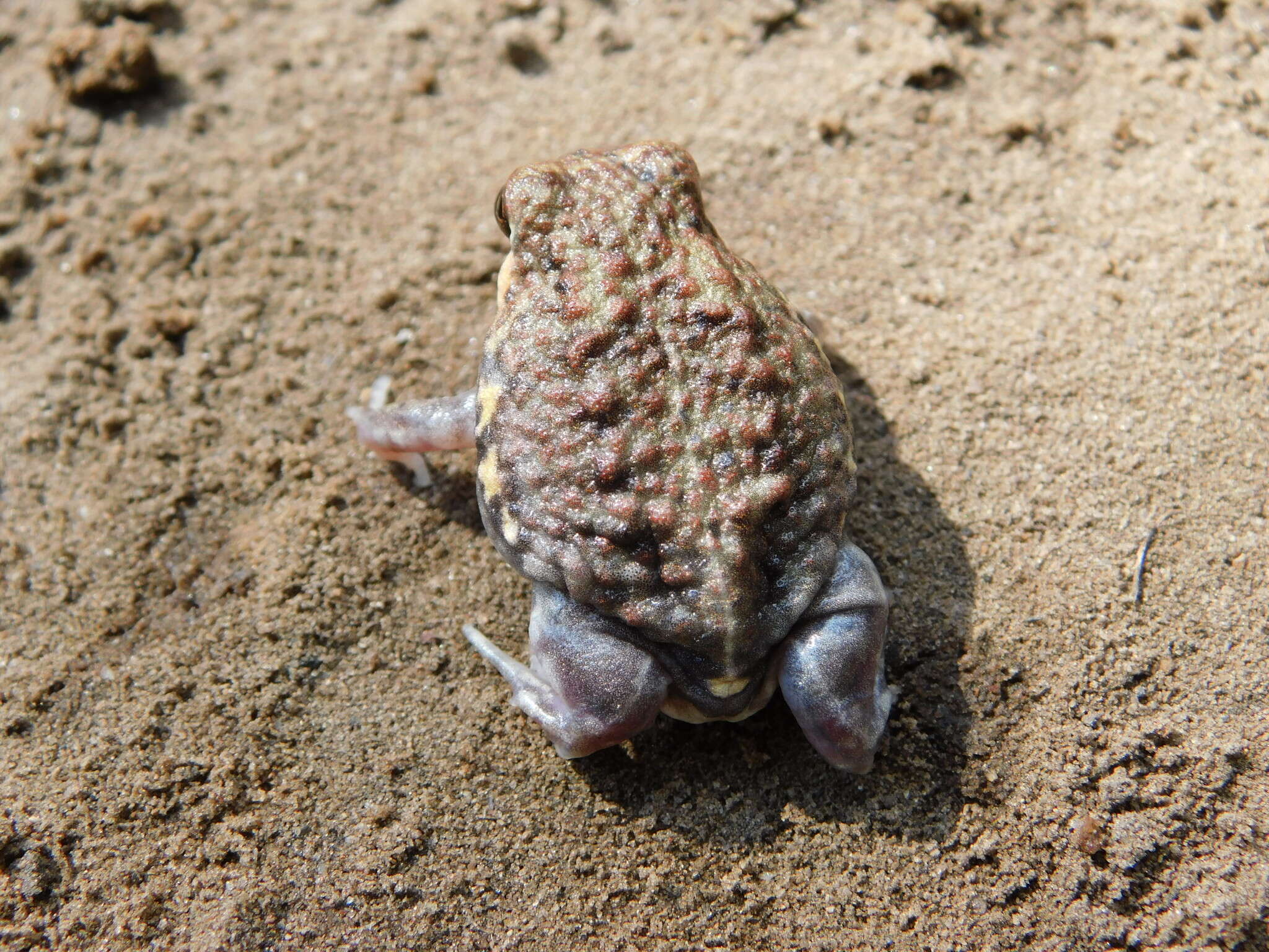 Image of Power’s Rain Frog