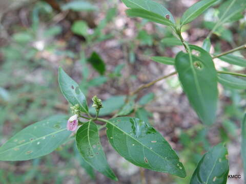 Image of Justicia striata (Klotzsch) Bullock