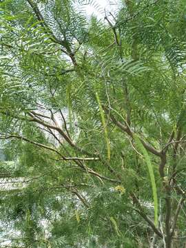 Image of honey mesquite