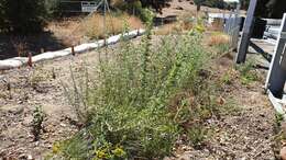 Image de Isocoma menziesii var. vernonioides (Nutt.) G. L. Nesom