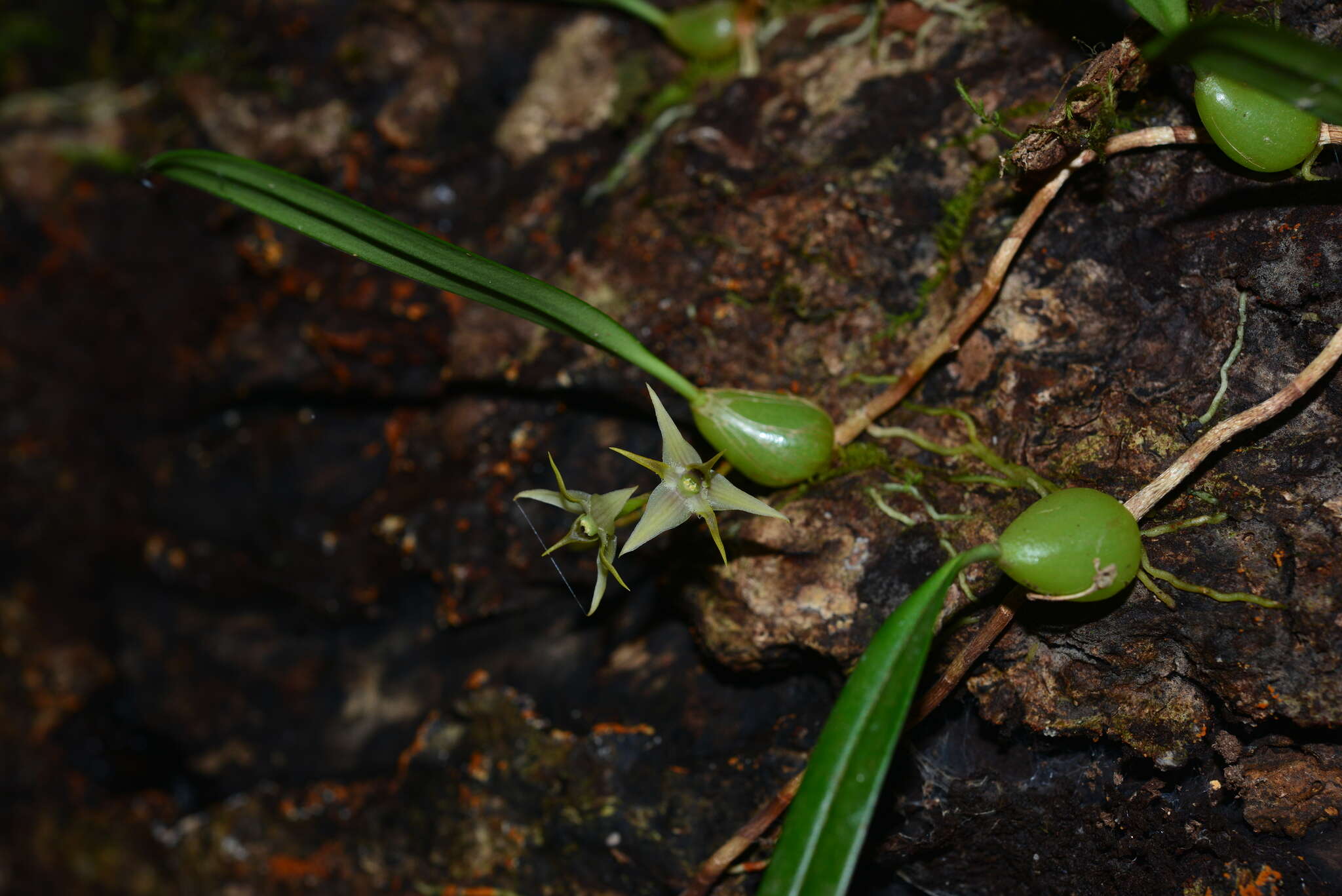 Image de Bulbophyllum bifurcatoflorens (Fukuy.) J. J. Verm., Schuit. & de Vogel