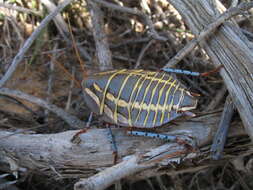 Image of Mardi Gras Cockroach