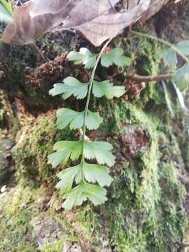 Imagem de Asplenium praemorsum Sw.