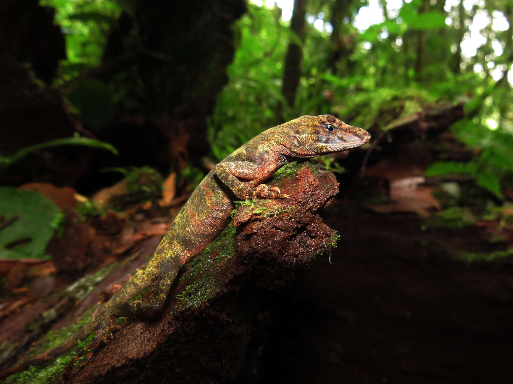 Imagem de Anolis woodi Dunn 1940