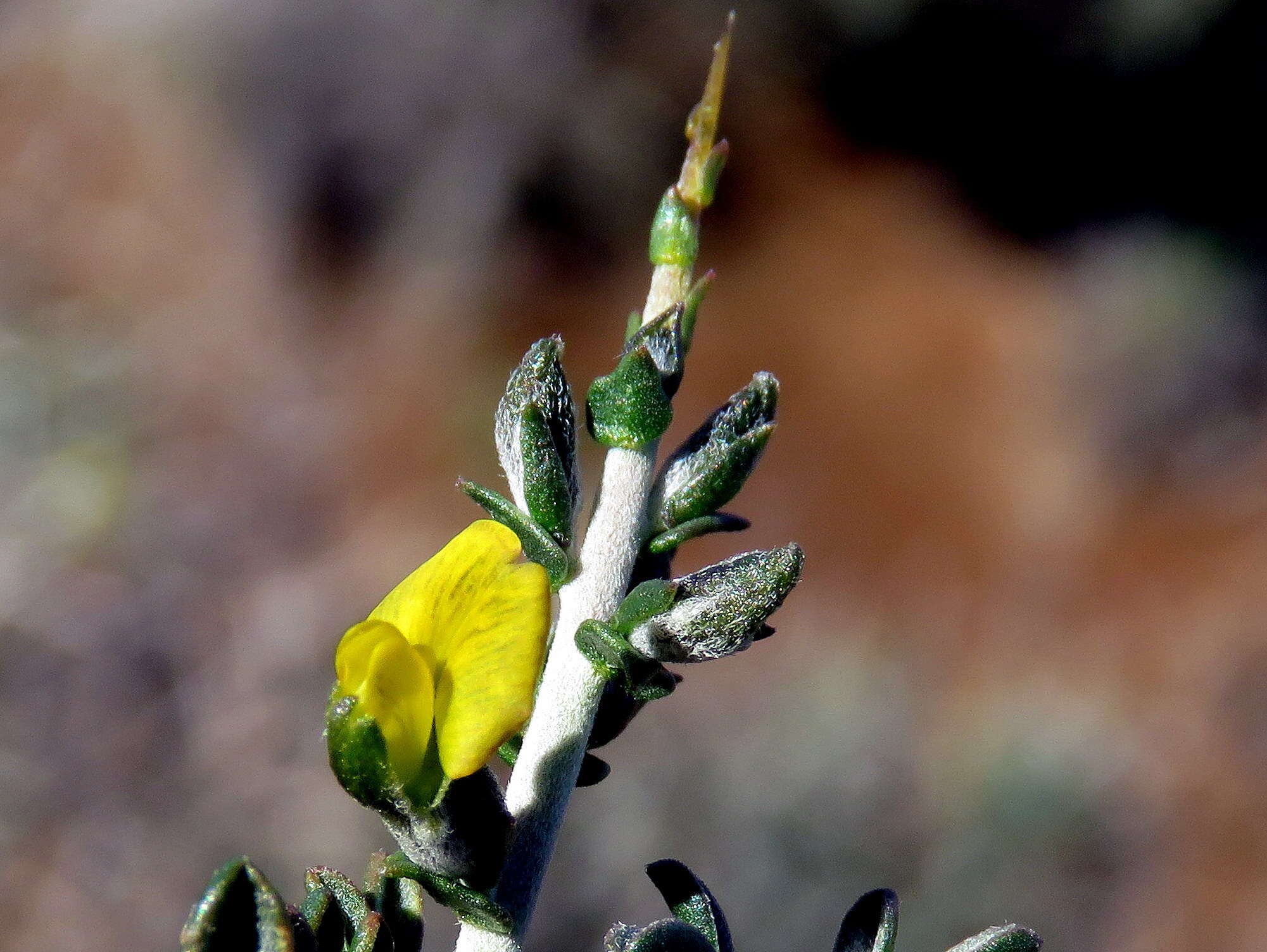 Image of Melolobium candicans (E. Mey.) Eckl. & Zeyh.