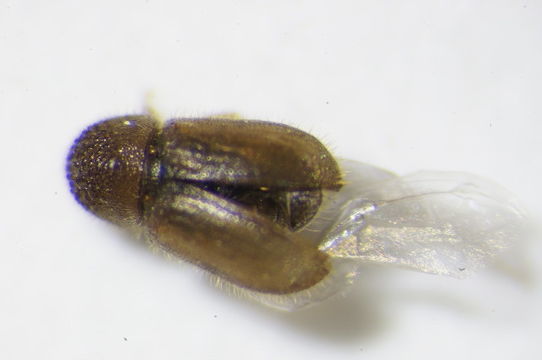Image of <i>Cryphalus piceae</i> Wood & Bright 1992