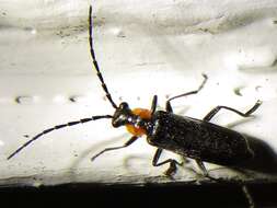 Image de <i>Rhagonycha lineola</i>