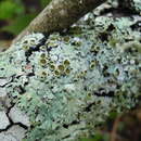 Image of shield lichen