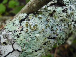 Image of shield lichen