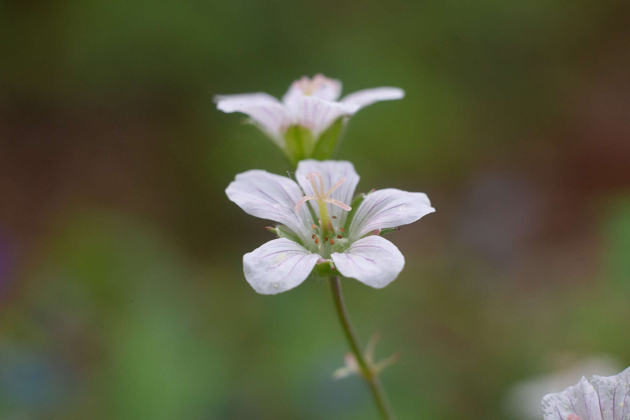 Image of Geranium pseudosibiricum J. Mayer