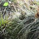 Image of Tillandsia hammeri Rauh & Ehlers