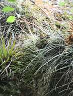 Image of Tillandsia hammeri Rauh & Ehlers