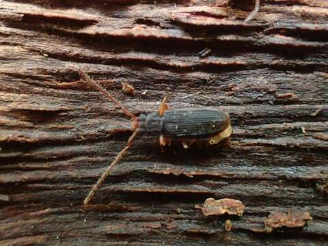 Imagem de Uleiota planatus (Linnaeus 1760)