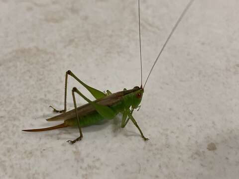 Image of Caribbean Meadow Katydid