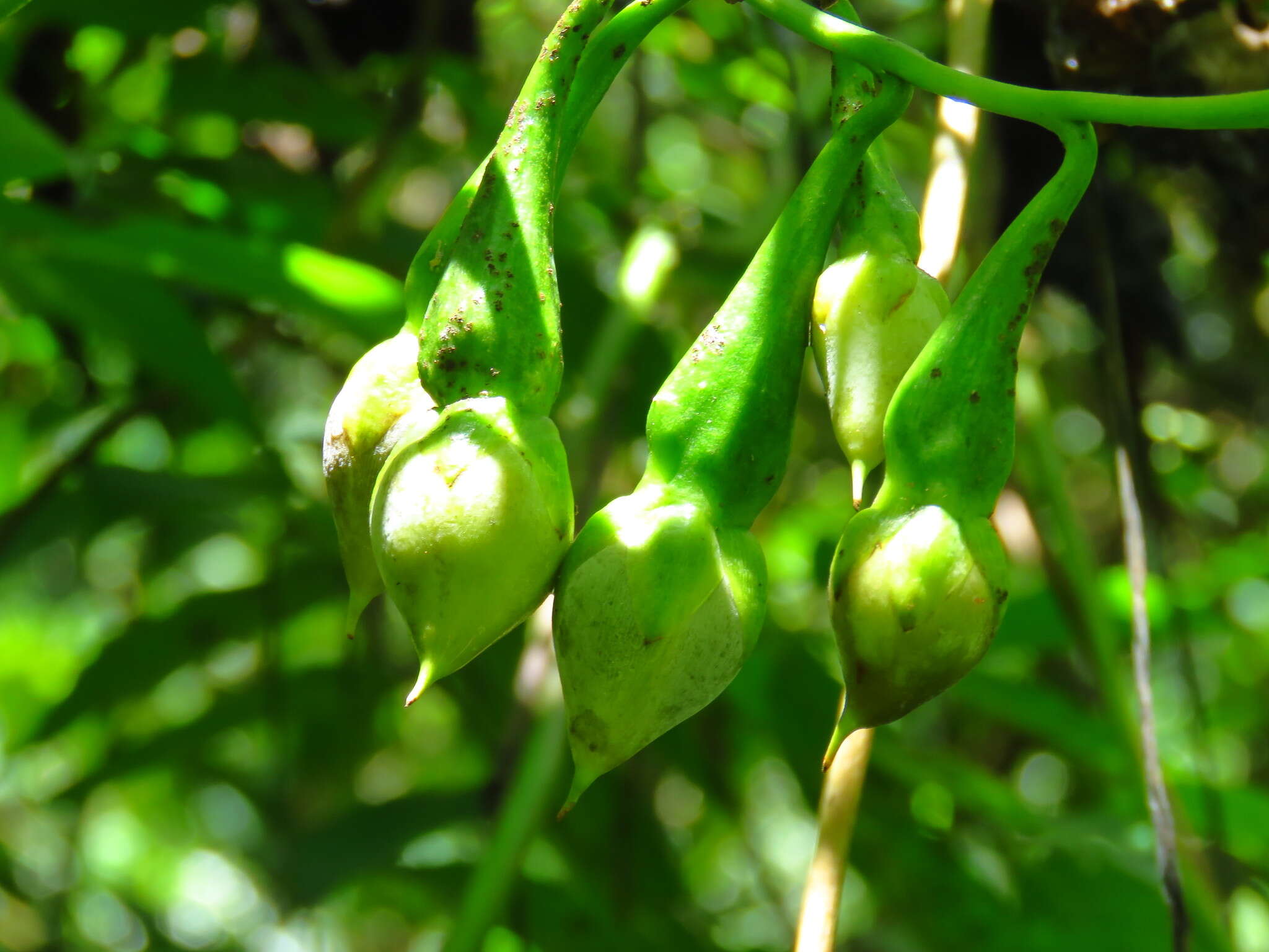 Image de Ipomoea santillanii O'Donell