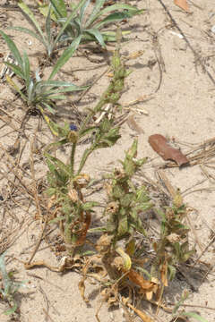 Image de Silene ramosissima Desf.