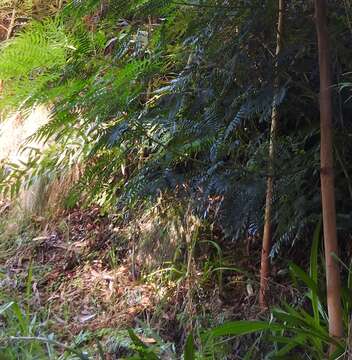 Image of cedar wattle