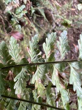 Image of Macrae's Spleenwort