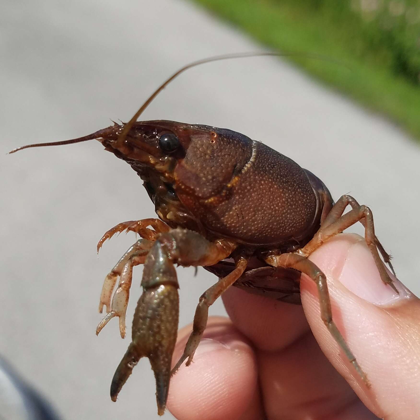 Image of Florida Crayfish