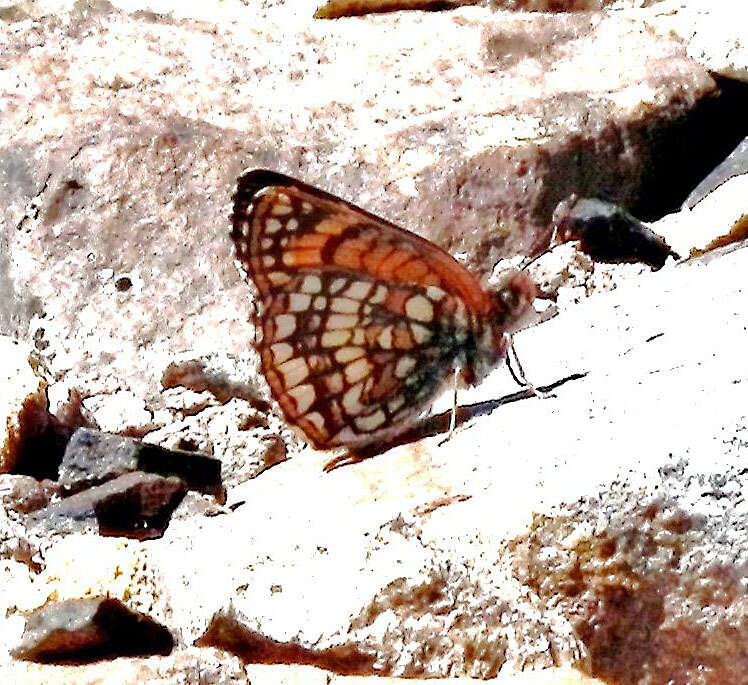 Image of Rockslide Checkerspot