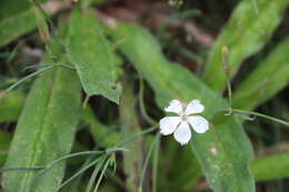 Plancia ëd Dianthus fragrans Bieb.