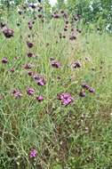 Image de Dianthus giganteus Dum.-Urville