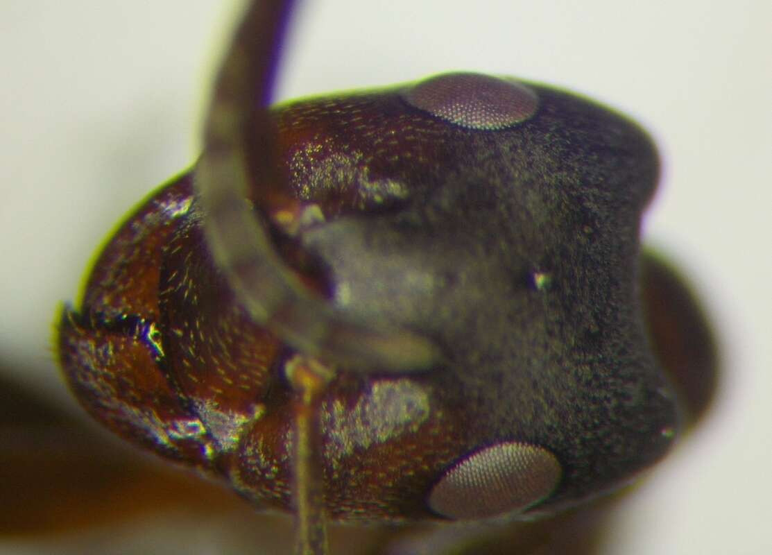 Image of Narrow headed ant