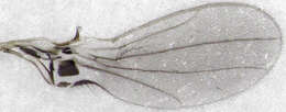 Image of Monodromia fragilis Collin 1928