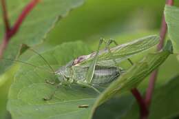 Image of Great green bushcricket