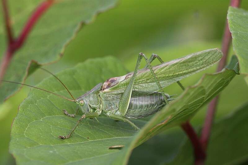 Image of Great green bushcricket