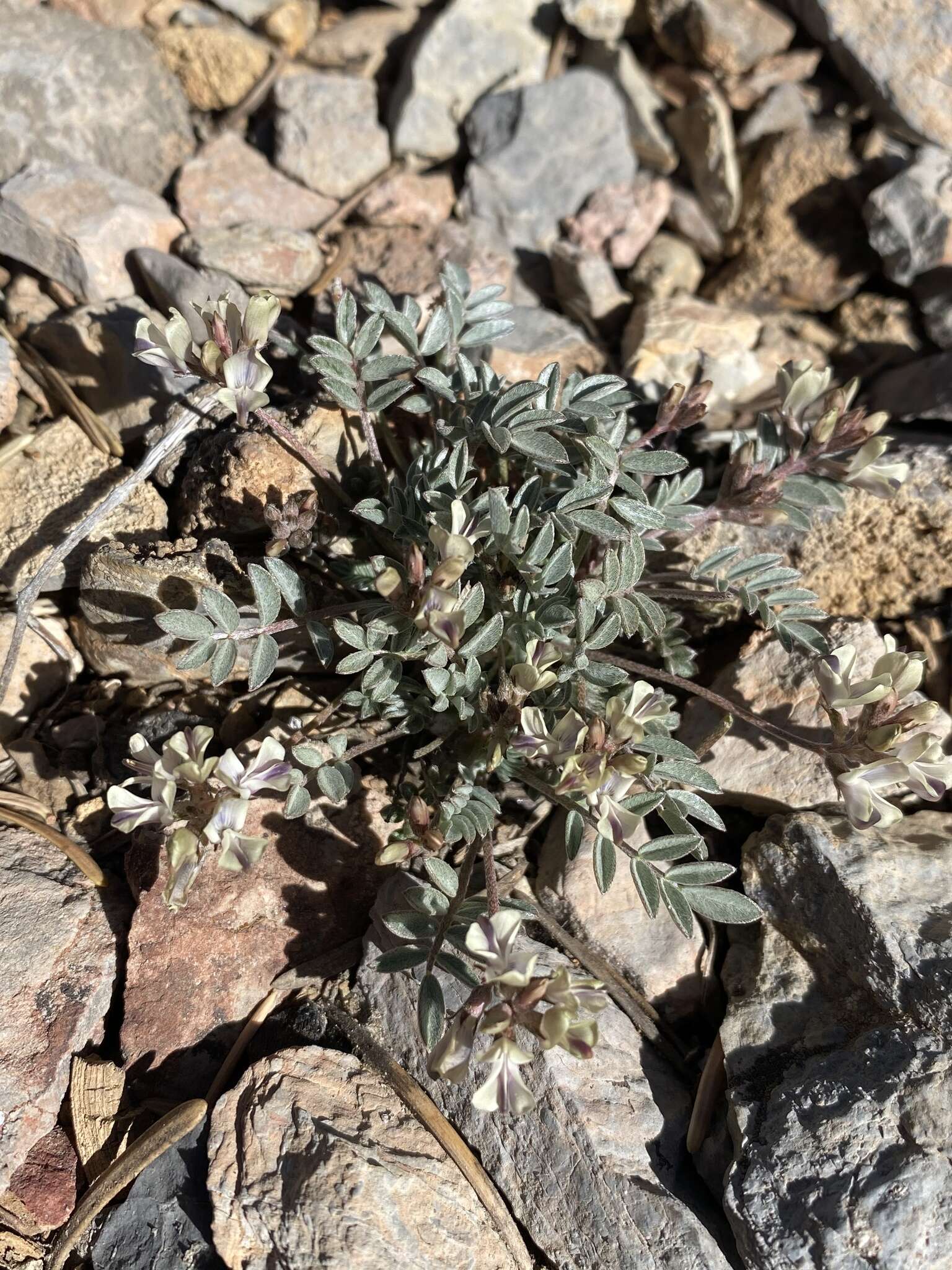 Sivun Astragalus platytropis A. Gray kuva