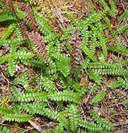 Image de Austroblechnum penna-marina subsp. penna-marina